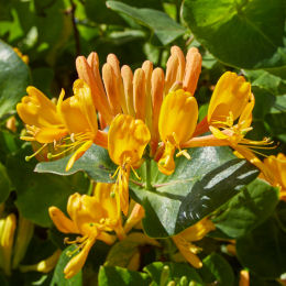 Lonicera Tellmanniana